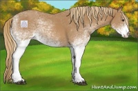 Horse Color:White Spotted Chestnut 