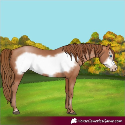 Horse Color:Brown Pearl Frame 
