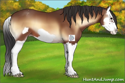 Horse Color:Bay Onyx Splash Frame Appaloosa 