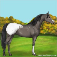 Horse Color:Black Appaloosa