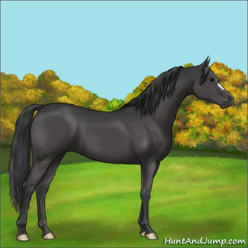 Horse Color:Black 