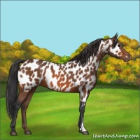 Horse Color:Bay Appaloosa 