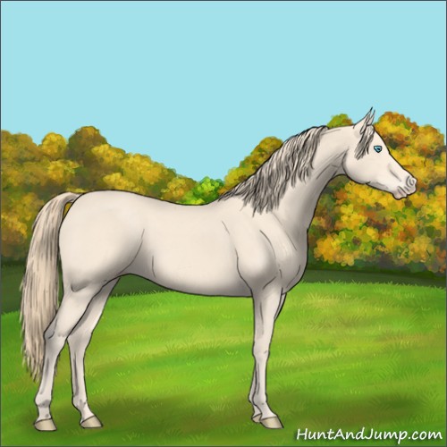 Horse Color:Perlino 