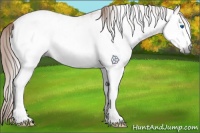 Horse Color:Gray White Spotted Chestnut Frame 