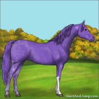 Horse Color:Watercolor Smoky Black Rabicano 