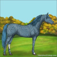 Horse Color:Watercolor Smoky Black Ice Rabicano 