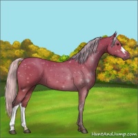 Horse Color:Silver Bay 