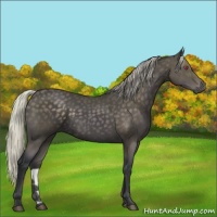 Horse Color:Silver Black Chinchilla 