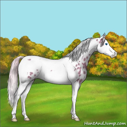 Horse Color:Watercolor Silver Black Splash Tobiano Appaloosa Rabicano 