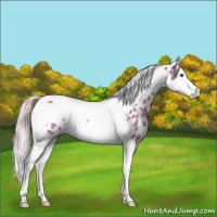 Horse Color:Watercolor Silver Black Splash Tobiano Appaloosa Rabicano