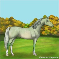 Horse Color:Watercolor Silver Bay Roan 