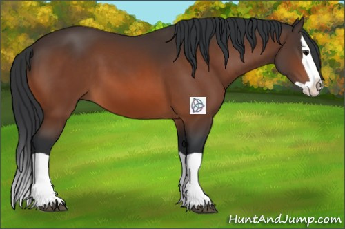 Horse Color:Bay Splash