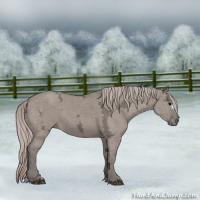 Horse Color:Silver Grullo Ice 