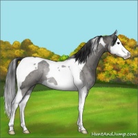 Horse Color:Grullo Splash Tobiano Rabicano 