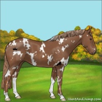 Horse Color:White Spotted Chestnut 