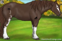 Horse Color:White Spotted Liver Chestnut