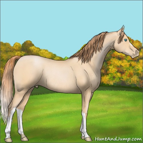 Horse Color:Buckskin Pearl Rabicano 