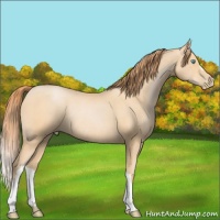 Horse Color:Buckskin Pearl Rabicano 