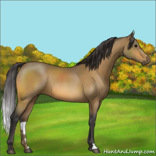 Horse Color:Buckskin Rabicano 