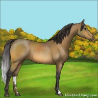 Horse Color:Buckskin Rabicano