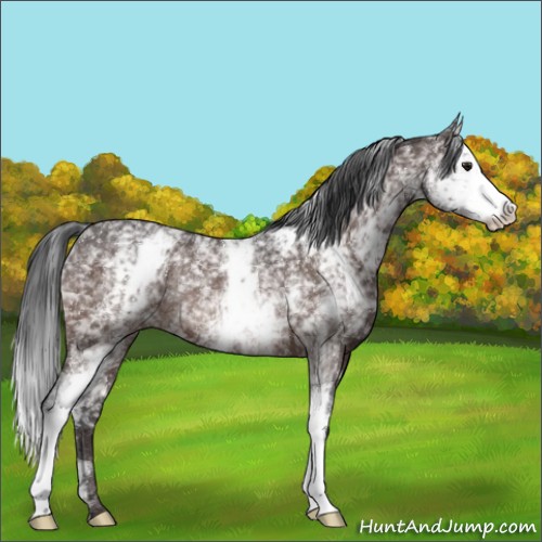 Horse Color:White Spotted Brown Rabicano