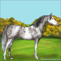 Horse Color:White Spotted Brown Rabicano 