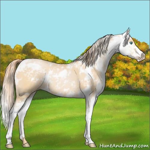 Horse Color:Buckskin Pearl Sabino Rabicano 