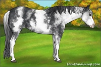Horse Color:White Spotted Black Appaloosa 