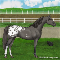 Horse Color:Grullo Appaloosa 