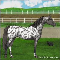 Horse Color:Grullo Near Leopard 