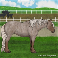 Horse Color:Silver Blue Roan 