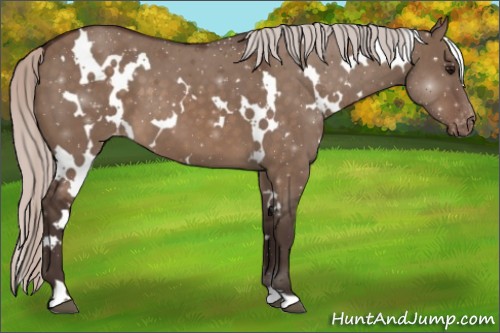 Horse Color:White Spotted Silver Brown Dun Varnish 