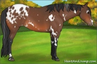 Horse Color:White Spotted Bay Appaloosa 