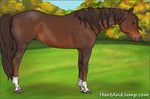Horse Color:Liver Chestnut Tobiano