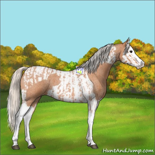 Horse Color:Silver Bay Roan Splash Tobiano  and Silver Bay Roan Splash Tobiano 