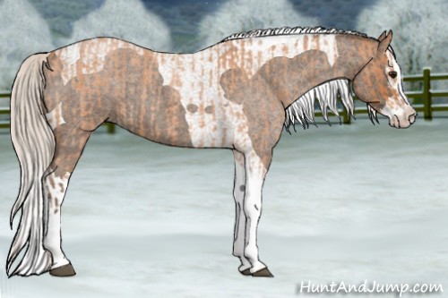 Horse Color:Silver Bay Roan Splash Tobiano  and Silver Blue Roan Splash Tobiano 