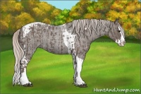 Horse Color:Silver Blue Roan Splash Tobiano  and Silver Blue Roan Splash Tobiano 