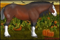 Horse Color:Bay Splash 