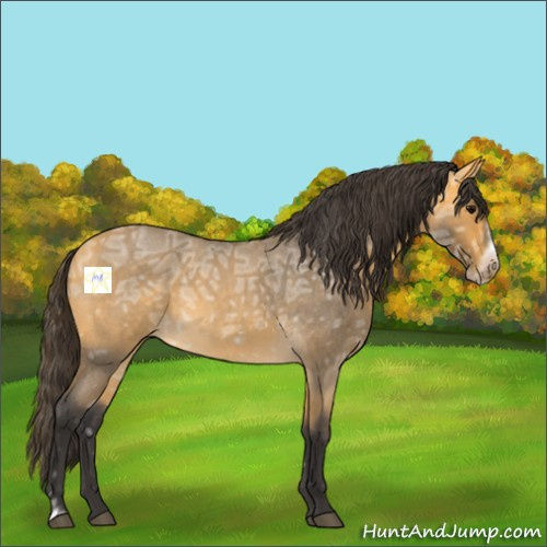 Horse Color:Buckskin Ice Roan Frame 