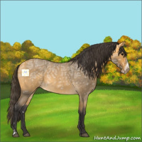 Horse Color:Buckskin Ice Roan Frame 