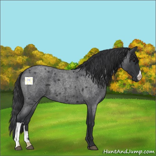 Horse Color:Blue Roan