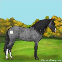 Horse Color:Blue Roan 