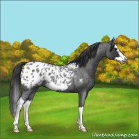 Horse Color:Blue Roan Splash Frame Appaloosa 