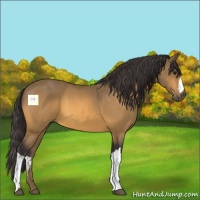 Horse Color:Buckskin 