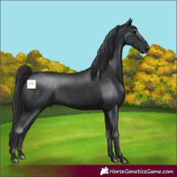 Horse Color:Black 