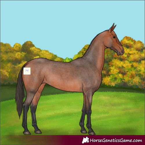 Horse Color:Bay Roan 