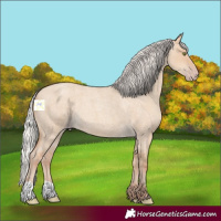 Horse Color:Silver Classic Champagne Roan Dun 