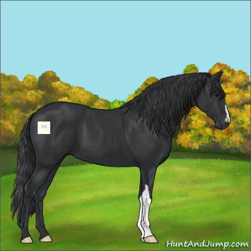 Horse Color:Black 