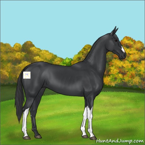 Horse Color:Black 