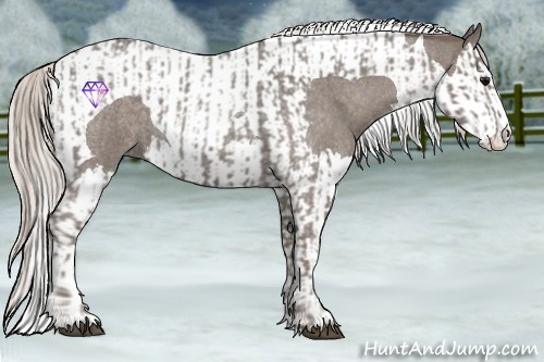 Horse Color:Silver Blue Roan Splash  and Silver Blue Roan Splash Tobiano 